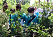 Dr. Widi: Pembangunan Perkotaan Konsep Tanaman Herbal