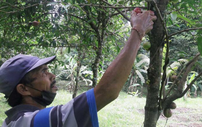 Panen Buah Mahkota Dewa Sebagai Bahan Baku Teh Herbal