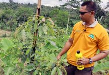 Pupuk Organik Penting Untuk Pertumbuhan Alpukat