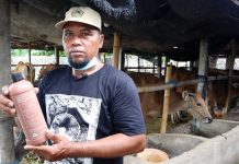 Nengah Sudarma Sukses Beternak Sapi