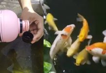 Ikan Sehat Lincah Cepat Besar Berkat EM4 Perikanan