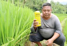 Berkat EM4 Hasil Panen Padi Terus Mengalami Peningkatan