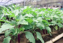 Pertanian Organik Tetap Eksis Dalam Kehidupan Milenial