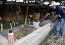 EM4 Peternakan Jadi Solusi Alami Cegah PMK Pada Hewan Ternak