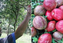 Mahkota Dewa di Bantas Rutin Berbuah Berkat Pupuk Bokashi