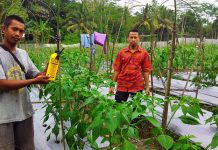 Harsanto Puas Hasil Cabai Aplikasi EM4
