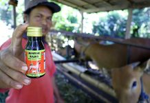 Minyak Rajas Obat Mujarab Untuk Ternak Peliharaan
