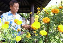 Pertanian Perkotaan Sentuhan EM Produksi Berkesinambungan