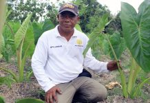 Budidaya Talas Alternatif Petani Padi Saat Debit Air Kecil