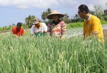 Sudarta Budidaya Bawang Merah Super Philip Organik