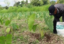 Pupuk Bokashi Kotaku Cocok Untuk Semua Tanaman