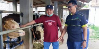 Sujarwo Kembangkan Sapi Organik Penuh Inovasi