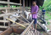 Ternak Kambing di Bali Farm Berkembang Pesat Sentuhan EM