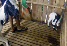 Pupuk Organik Kotoran Kambing Fermentasi EM Unggul