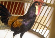 Hobi Beternak Ayam Bekisar Mengarah Bisnis