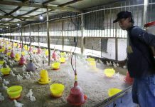 Jamu Ternak Sentuhan EM Turunkan Amonia Feses Ayam