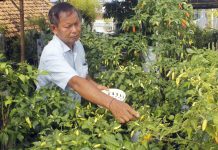 Rooftop Untuk Pertanian Organik Beri Kesejukan