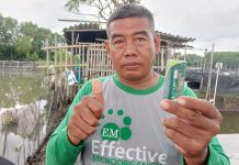 Dul Hadi Gunakan Minyak Bokashi Untuk Mengatasi Pegal