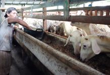Cara Penggunaan EM4 Untuk Ternak Kambing