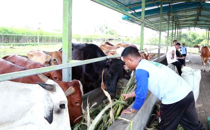 sapi