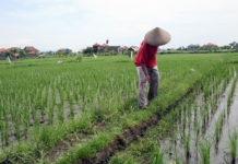 EM Dukung Pengembangan Pertanian Berkelanjutan