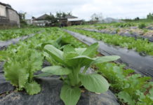 Indonesia Kembangkan Pertanian Organik Berbasis Teknologi EM