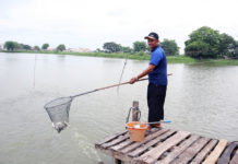 Kolaborasi Ikan Nila-Udang Vaname Sentuhan EM Produksi Melimpah