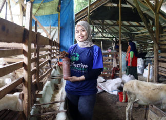 Miliki Prospek Cerah, LiaTidak Malu Tekuni Budidaya Ternak Domba