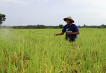 Staf Ahli: Sawah Sentuhan EM Tetap Subur