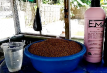 Bibis Ikan Sentuhan EM4, Rahasia Ikan Cepat Besar dan Gemuk