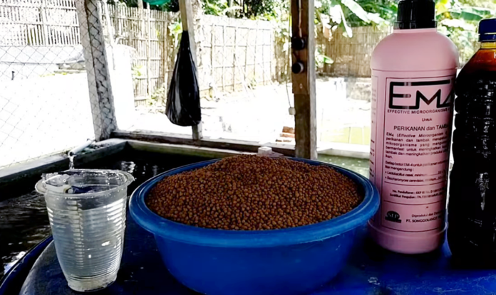bibis ikan