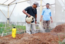 EM4 Sangat Baik Sterilisasi Media Tanam Kentang