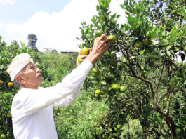 Bagus Oka: Bertani Di Kintamani Nikmati Damai Dan Kepuasan