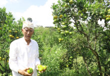 Ida Bagus Oka Tertarik Tekuni Kebun Jeruk Organik