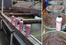 Darus Pelihara Ikan Konsumsi Sentuhan EM