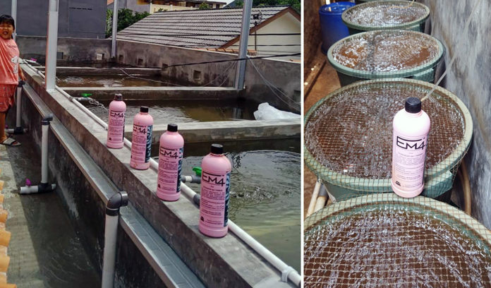 Ikan aplikasi em