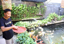 Ikan Koi Tumbuh Besar dan Sehat Berkat Bibis Pakan Sentuhan EM4