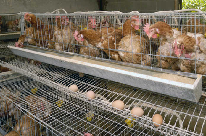 ayam-petelur