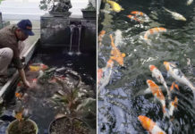 Haji Agus Urson Tampak Senang dan Gembira Bermain Ikan Koi