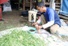 Jerami dan Limbah Jagung Sentuhan EM Untuk Ternak Sapi