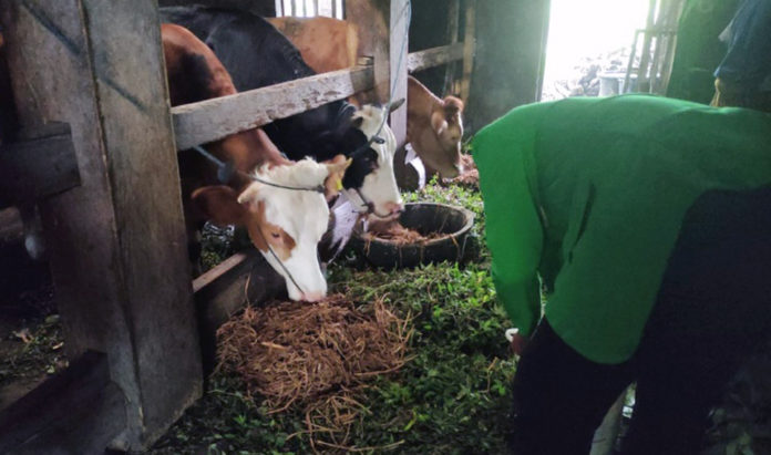 Limbah Tanaman Padi Menjadi Pakan Ternak Sapi