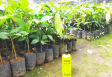 Staf Ahli: Perakaran Tanaman Sentuhan EM4 Jadi Kuat-Rakus Nutrisi