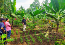 EM4 Tingkatkan Produktivitas Pisang Barangan
