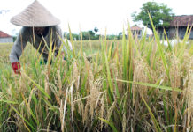 Demplot Tanaman Padi Sentuhan EM Tumbuh Subur
