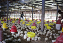 Perubahan Cuaca Tak Menentu, Peternak Ayam Hadapi Tantangan Baru: EM4 Jadi Solusi Menjaga Produktivitas