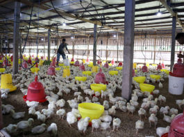 Perubahan Cuaca Tak Menentu, Peternak Ayam Hadapi Tantangan Baru: EM4 Jadi Solusi Menjaga Produktivitas