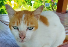 Minyak Rajas Untuk Menjaga Kesehatan Hewan Peliharaan