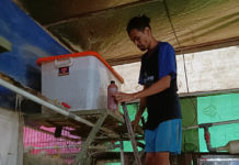 Teknologi Probiotik Bantu Kurangi Bau Kotoran Ayam Di Pedesaan