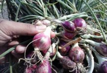 Bibit Bawang Merah Direndam Dulu Larutan EM4-Produksi Melimpah