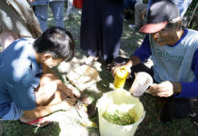 Revitalisasi Pertanian-Perkebunan Dengan “Keajaiban” EM